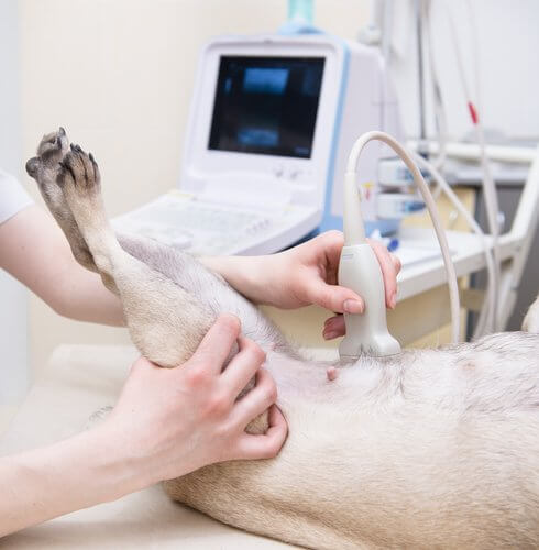 A female dog gets an ultrasound on her stomach.
