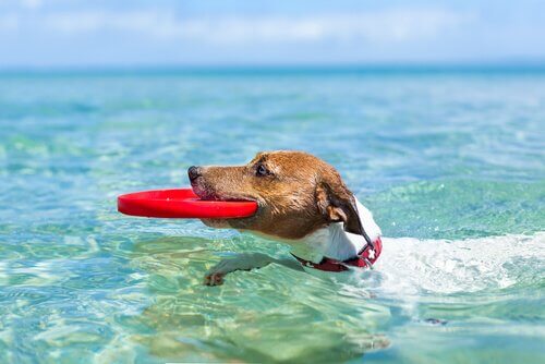 A swimming dog with a disc.