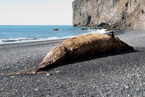 A stranded whale on the coast.