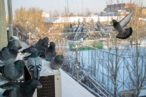 7 Ways to Scare Off Pigeons