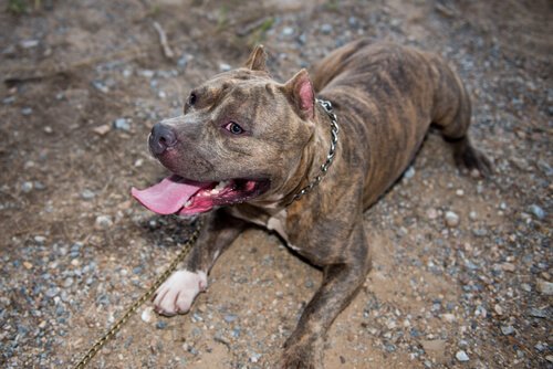 A Pitbull, one of the examples when people ask does breed determine aggression?