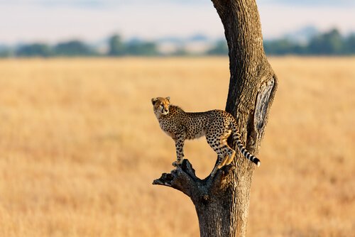 A cheetah on top of a tree.