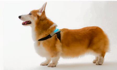 A corgi wearing an inupathy harness so that you can know how your dog feels.