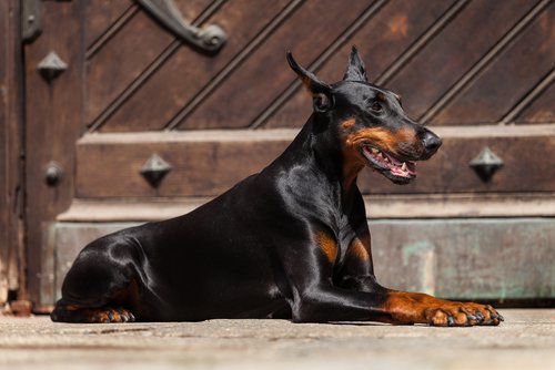 A doberman lying down.
