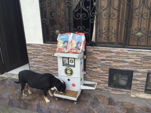 A dog eating from a food dispensing machine.