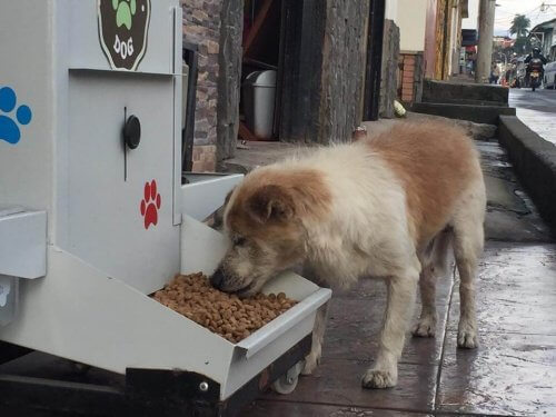A dog eating from a food dispensing machine.