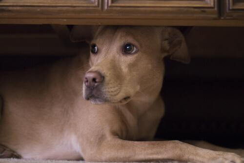 A dog hiding under a bed.