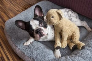 Can You Have Joint Custody of a Pet?