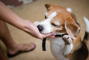 When Should We Give Dog Treats?