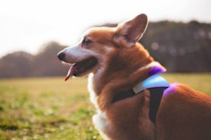 Want to Know How Your Dog Feels? Now You Can!