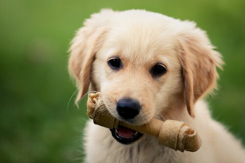 A dog with a chew.