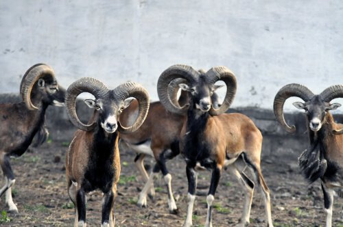 A herd of argali sheep.