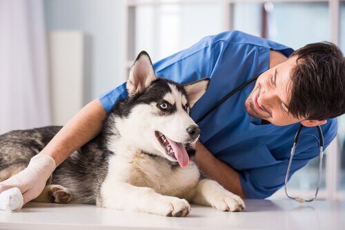 A husky lying down with a doctor.