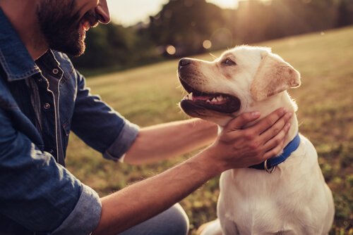 A man and a dog lovingly gazing at each other.