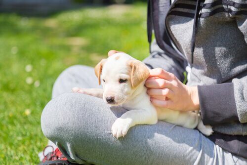 A person sitting on the grass with a puppy on her lap.