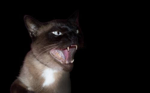 A scary looking cat in the dark.