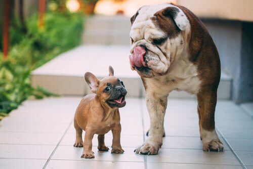 Dwarfism in nature: A small dog and a big dog.