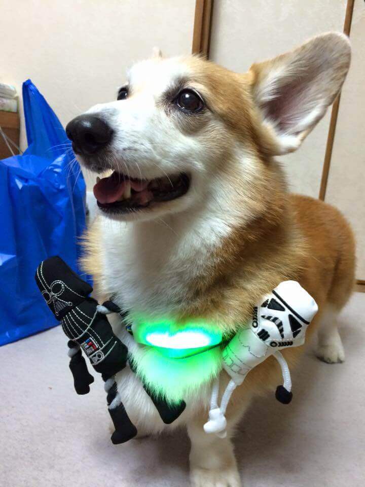 A small dog trialling an inupathy collar.