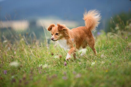 A small dog walking through a field.