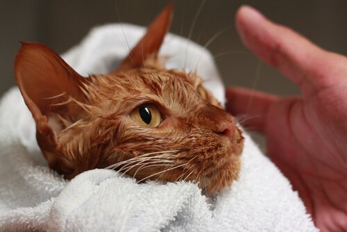 A wet cat wrapped up in a towel.