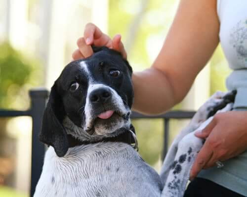 A woman petting a dog.