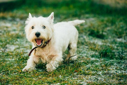 A Yorkshire terrier following food, one way to train your dog to track.