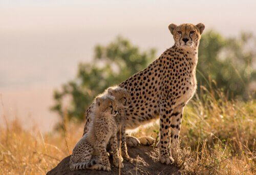 An adult cheetah with two young ones.