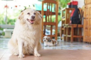 Seven Symptoms of Arthritis in Dogs