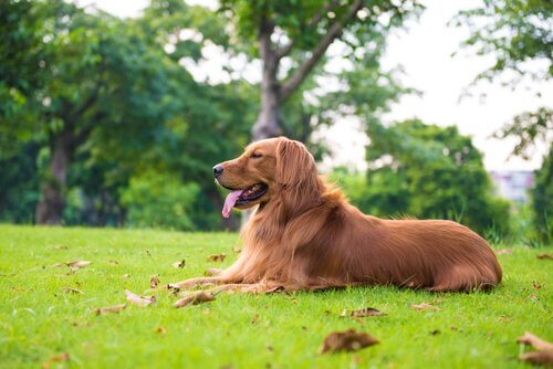 How to Take Care of a Large Dog Breed