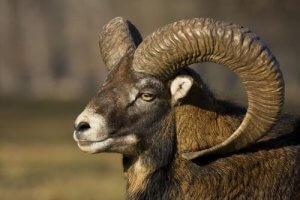 Argali Sheep: Characteristics of a Wild Mountain Sheep