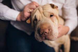 Your Dog Knows You Better than Anyone Else