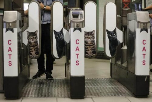 The London Tube Trades Ads for Cats