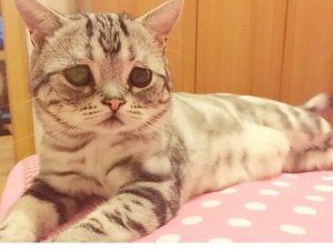 Meet Luhu, the Sad-Faced Cat on Social Media