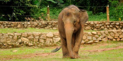 A pygmy elephant.