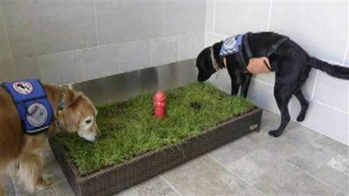 Airport Pet Relief Facilities Are on the Increase