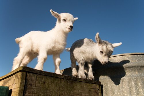 Two pigmy goats about to jump down.