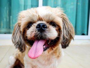 Your Dog Can Remember the Things You Do