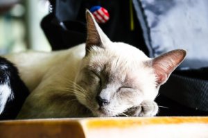The 8 Benefits of Adopting a Senior Cat