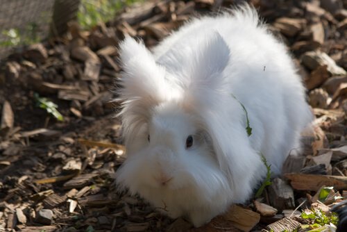 How to Care for Your Angora Dwarf Rabbits