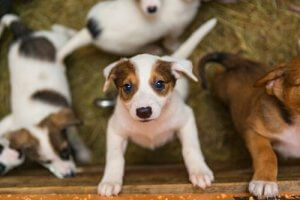 Animal Shelters Vs. Foster Families: What's the Difference?