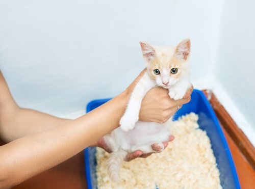 A small kitten being trained to use the litter box.