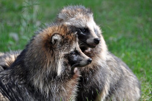 The Tanuki: Is it a Raccoon or a Dog?