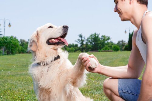 A man shaking a dog's paw.