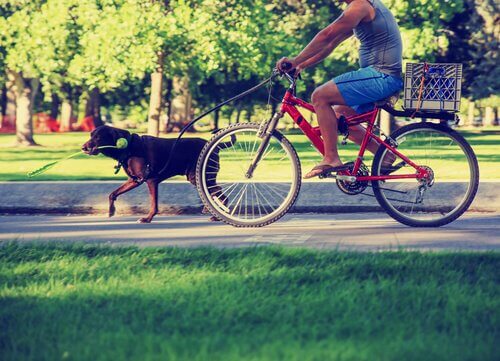 A dog is walking with his owner on a bike.