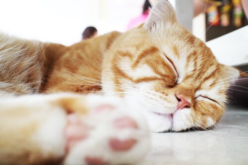 Why do cats sleep so much?