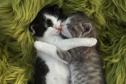 Two cats sleeping together.