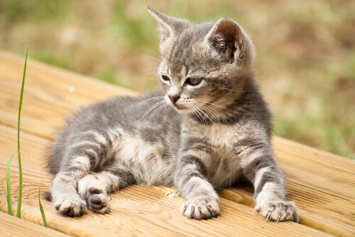 14 Creative Names for your Cat