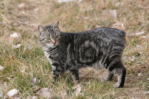 A cat walking in the grass.