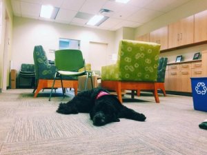 The Dog Professor at the University of Southern California