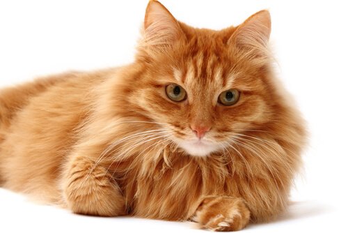 A ginger cat lying down.